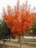 Common Serviceberry tree in autumn