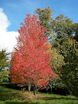 Freeman Maple tree outside of Cedar Rapids, Iowa
