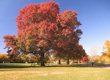 Scarlet Oak tree in cemetery 
