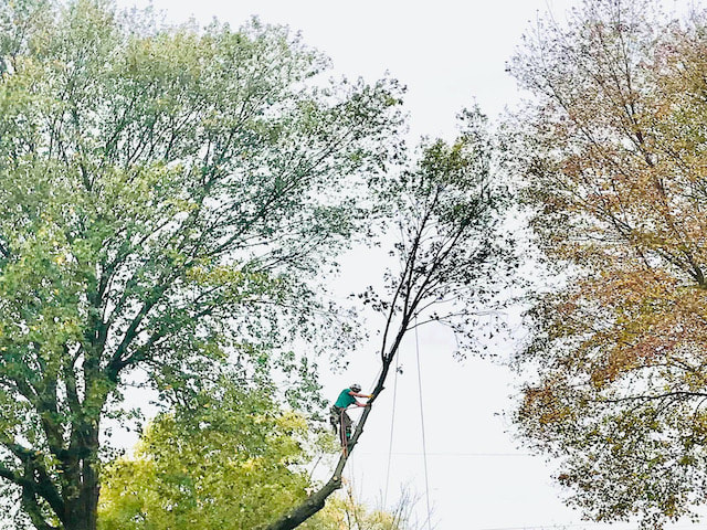 Tree trimming Cedar Rapids IOWA